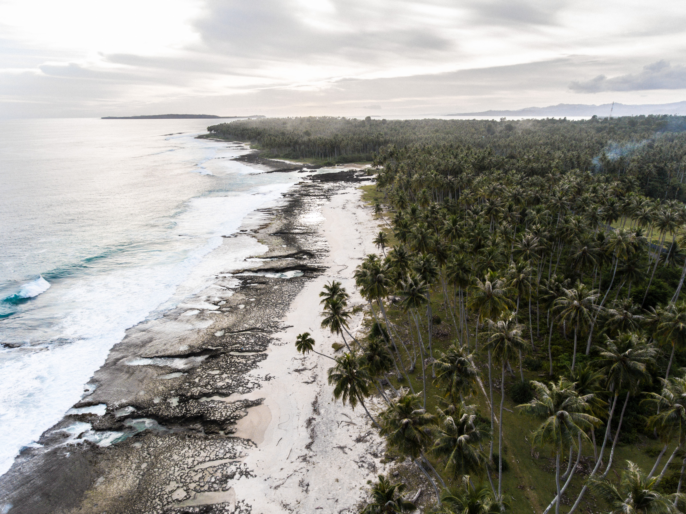 Seaside coconuts growing wild on Simeulue Island, Indonesia
